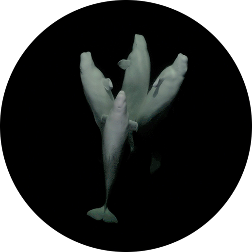 Squelettes de baleine