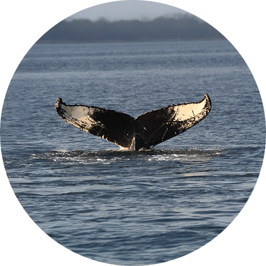 Portrait de baleine